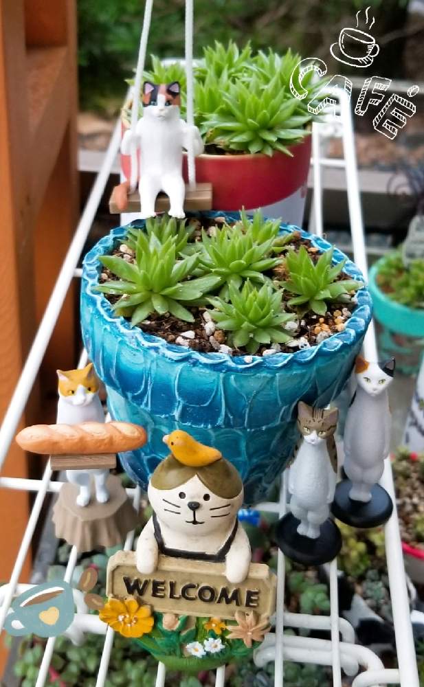 の画像 by ぴーさん | ニャンニャン祭りとぴーお気に入り100缶ღとキモカワ倶楽部とえりおサンの鉢ღと繋がりに感謝ღღとしぞーか勢と素敵便ღとバラと夢CLUBとコロナおしりペンペン( ・᷄ὢ・᷅ )と朝のタニパト