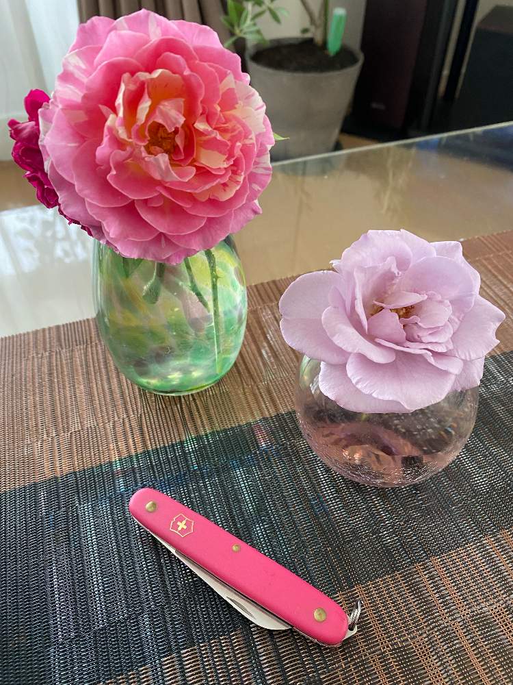 部屋の画像 by ☆Mayuka☆さん | 部屋とバラ ウィリアムシェイクスピア2000と薔薇 クロード・モネとバラ しのぶれどといつもありがとうございますとcocoさま印とTEAMほほえみとstay positiveと病との戦いと私には幸せな気温とGSのみなさんに感謝♡とstay safeと字が小さいよーと暑いと痛みが少ないと温かいと幸せとGSのみなさんに感謝!と負けないもんと冬眠準備とお花で癒されよう❤️と生存確認と『ひとりじゃない、繋がろう』と繋がりに感謝✨と毎日汗だくと花友さんに感謝