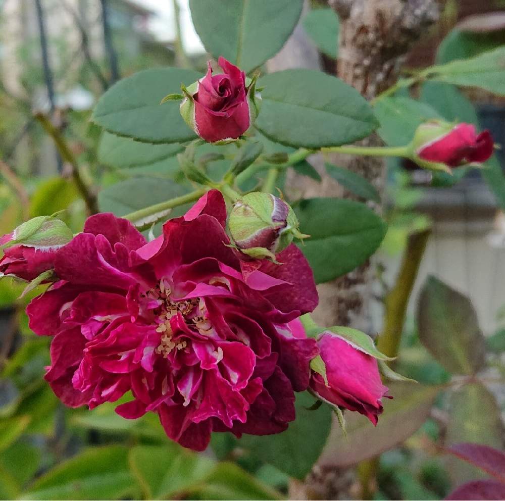 小さな庭の画像 by green.tinkerbellさん | 小さな庭と薔薇カーディナルヒュームとカーディナルヒューム薔薇と庭の花と赤紫の花と小さな庭♡と自宅の庭よりと八重咲きとシックとシックな色合いとガーデニングと四季咲バラとシックな色とはなのあるくらしとシュラブ