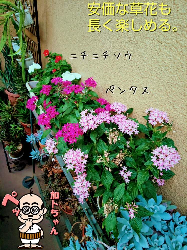 バルコニー/ベランダの画像 by チョウさんさん | バルコニー/ベランダとwow!!!と何でやねん!と勝手気ままにベランダ~とGS映えとGS日和と恋をしましょう!とおうち園芸と植中毒とHappyな気分と食わず嫌い?とタニラーと何となく幸せ!と元気に育ててますよと珍奇植物と花とジジイ!と花のある暮らしとGREEN UP!とバルコニスト