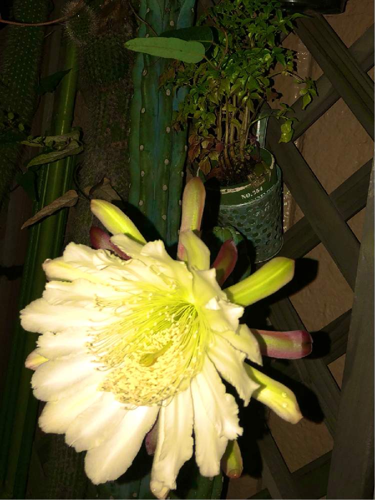 エントランスの画像 by ニコちゃんさん | エントランスとサボテンの花開花と柱サボテン 鬼面角とサボテン☆と癒やしと小さなお客様とおうち園芸と埼玉と元気に育ててますよとサボテンの花とカエル