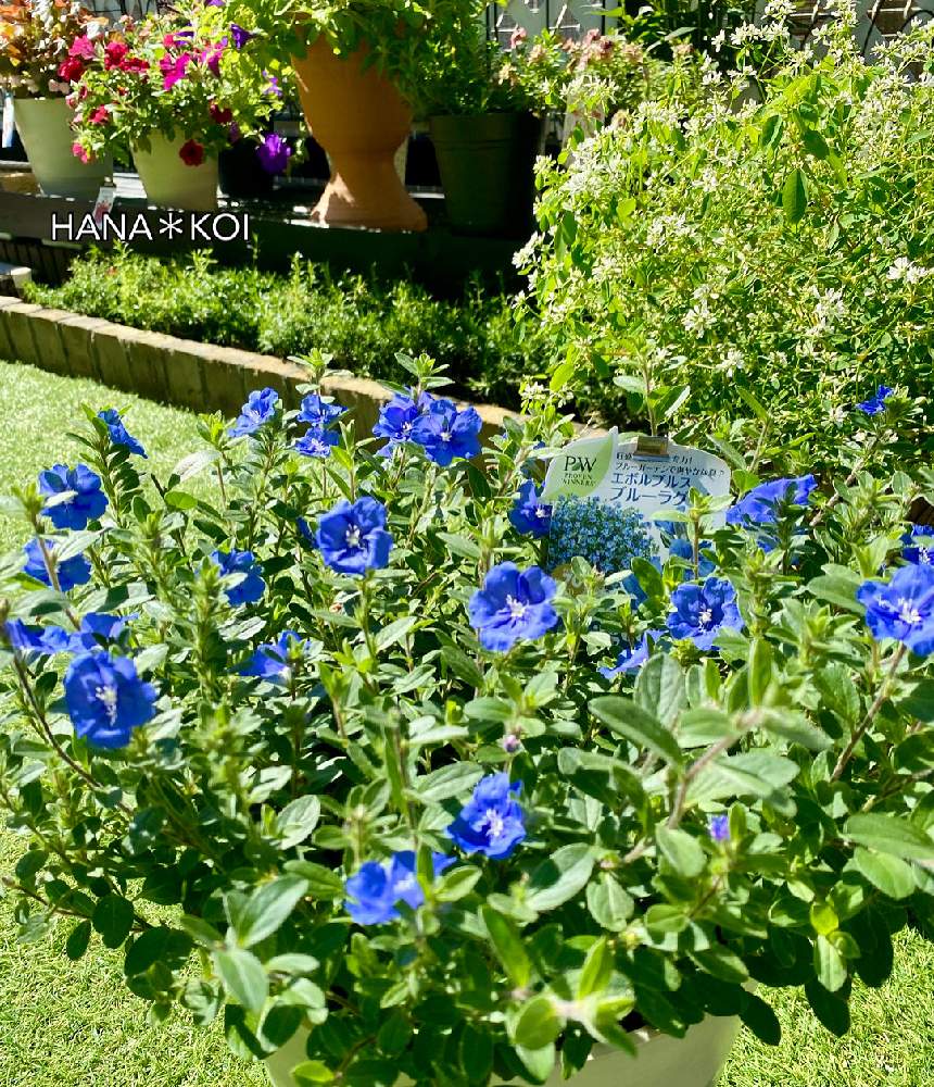小さな庭の画像 by Hana*恋 gardenさん | 小さな庭とエボルブルス ブルーラグーンと☘️Hana *恋 garden☘️と#エボルブルス ブルーラグーンとpwスマイルとpw笑顔の花を咲かせようとガーデリンクと花のある暮らしとエボルブルス属とPWプルーブンウィナーズと☘️Hana *恋☘️とプルーブンウィナーズとPW育てた