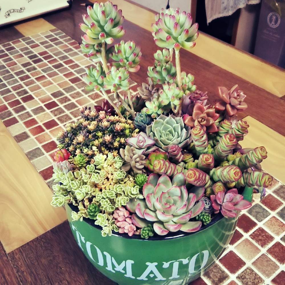 部屋の画像 by na❁naさん | 部屋と多肉中毒と多肉植物と幸せに感謝と多肉大好きと寄せ植えといいね♡感謝とおうち園芸と癒し♡多肉と♡笑顔に感謝♡と多肉女子と元気に育ててますよと多肉初心者