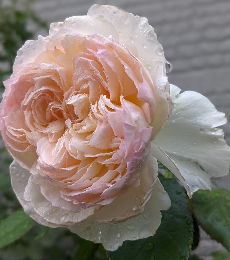 小さな庭の画像 by みるきーさん | 小さな庭と雨の庭とばら 薔薇 バラと庭のバラ