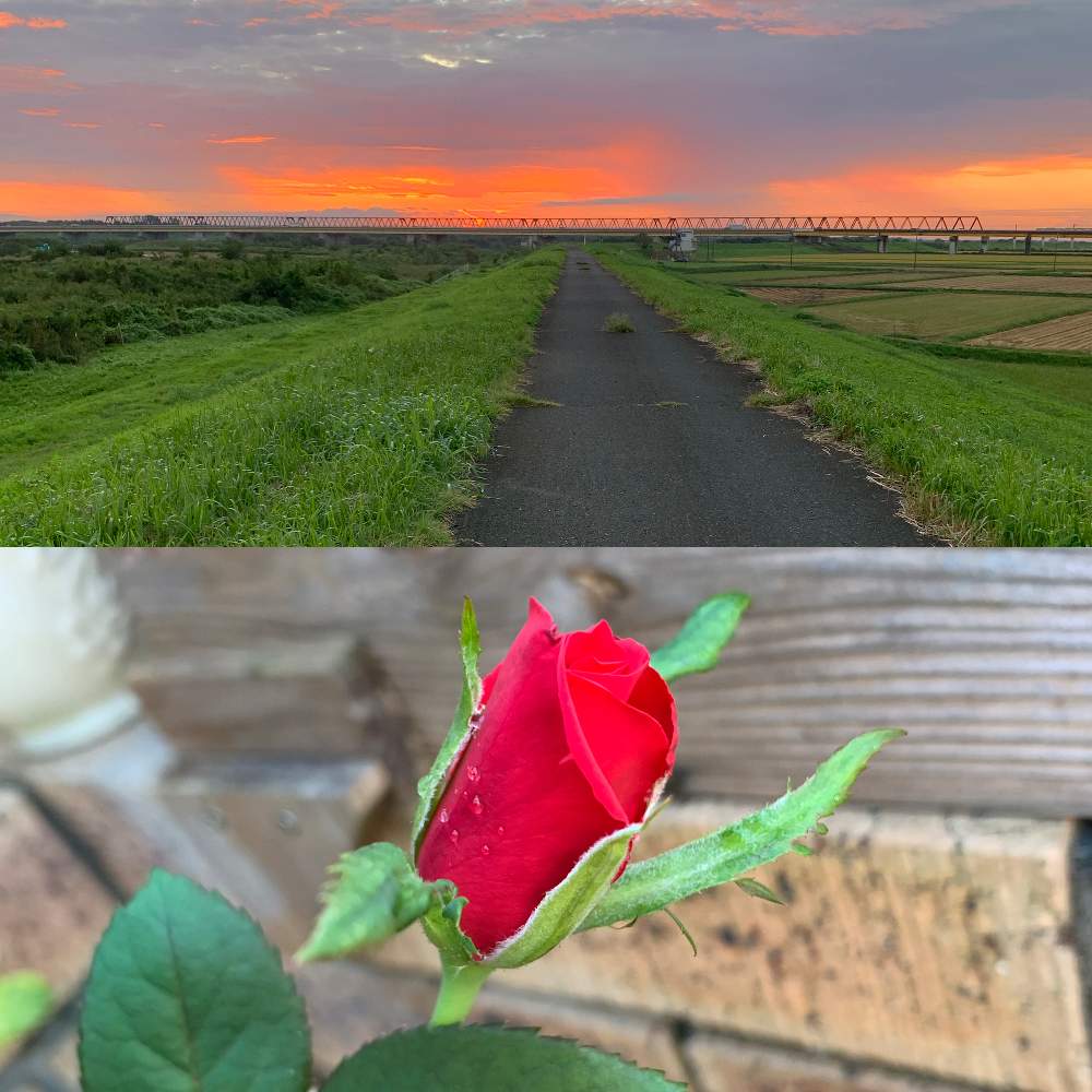 お出かけ先の画像 by 子山羊さん | お出かけ先と夜明けと河原と川土手とランニング&ウォーキングコースと花のある暮らしとトレーニングとバラ・ミニバラと田園風景
