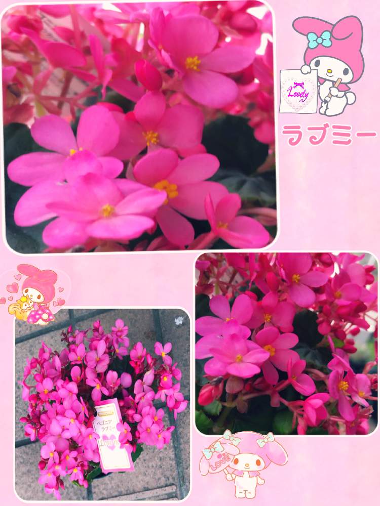 の画像 by ミ〜❣️さん | ベゴニア ラブミーと夢と希望と☆横浜☆ Love ☆とプチサプライズとお顔がこんにちはと明日はいい日になるとビタミン Fと❤️いいね、ありがとうと愉快な仲間達♡とチーム☆YOKOHAMA☆と花のある暮らしとGS皆様ありがとうとマイメロとMy diary☆
