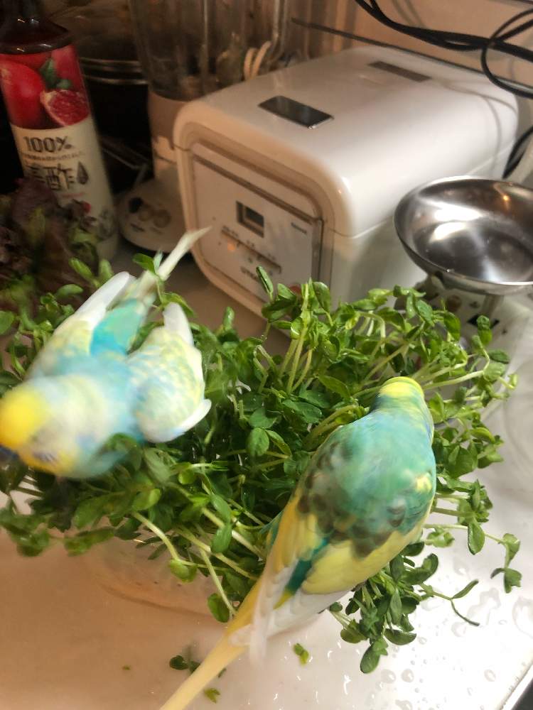 キッチンの画像 by guriguraさん | キッチンと豆苗と花鳥園と初心者と憩いの場所と小さな幸せ♡と可愛い