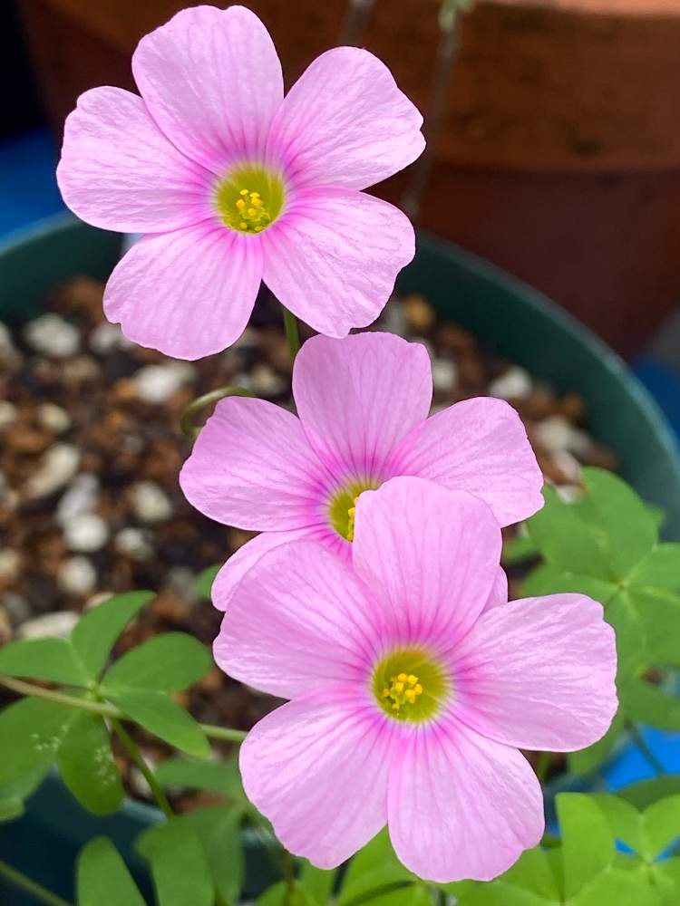 小さな庭の画像 by irfa gardenさん | 小さな庭とOxalis Stelataと贅沢とOxalisと太陽大好きと夏植え球根と強い品種とGS映えとおうち園芸と可愛いオキザリスと球根と楽しみと鉢植えと花いろいろと生命力が強いと オキザリスと花のある暮らしと野ざらし雨ざらしと葉っぱを楽しむと球根植物と雨晒し