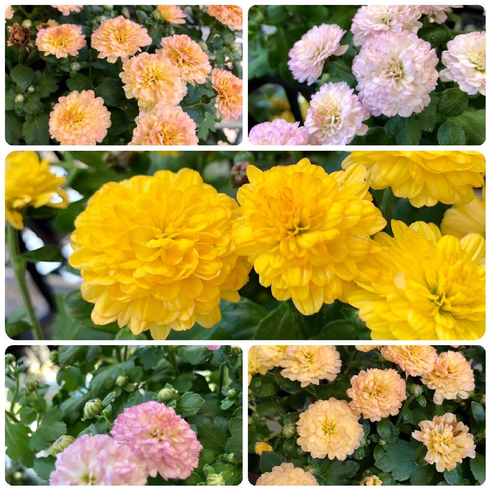 小さな庭の画像 by みちさん | 小さな庭とピンクの花と花言葉とオレンジの花と黄色の花と菊の花