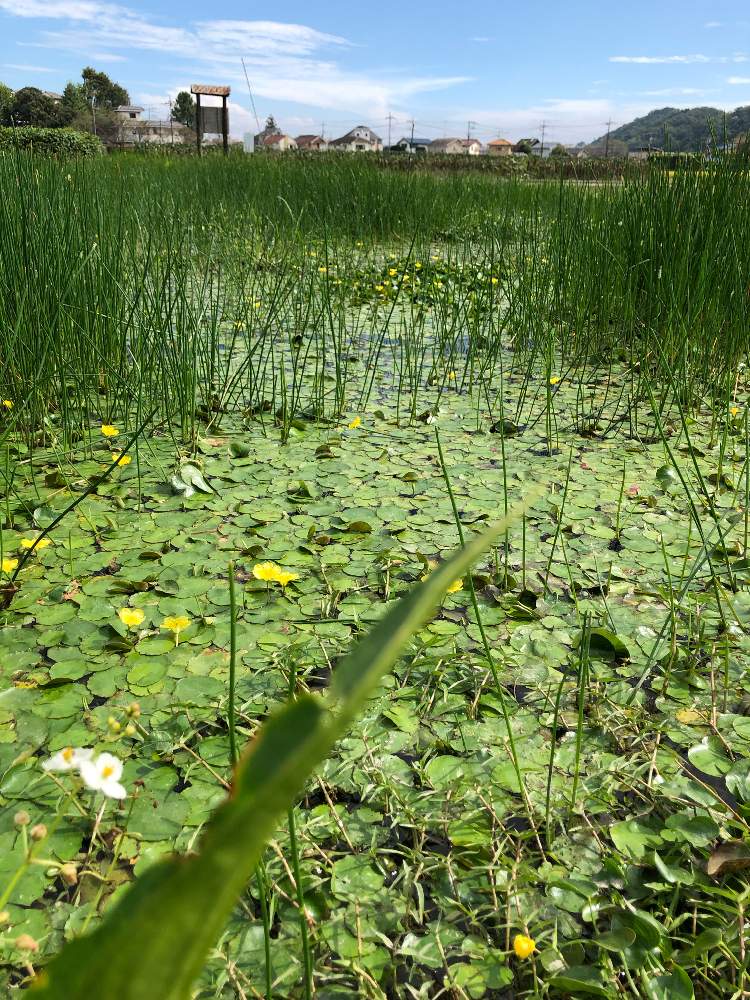 の画像 by yurijaさん | トクサとオモダカとアサザと秋の風景と湿生植物と東京多摩地区