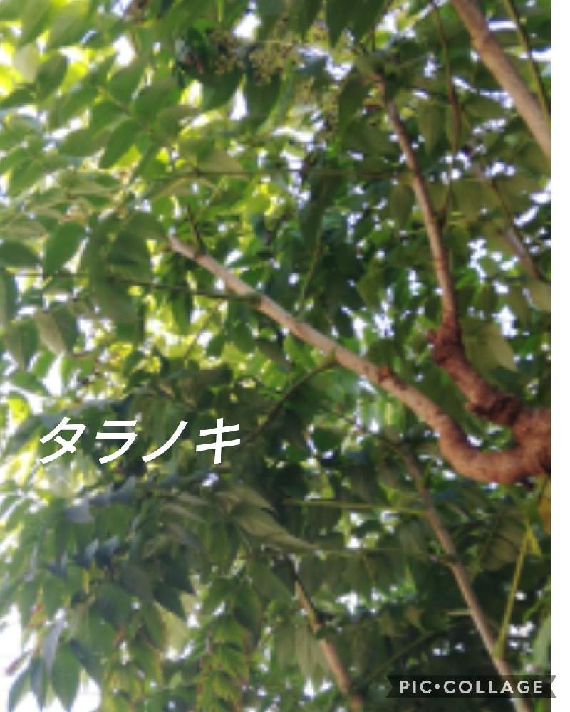 小さな庭の画像 by あまのじゃくさん | 小さな庭とタラノキの下と日陰と夕方の庭と地植えと庭の一角