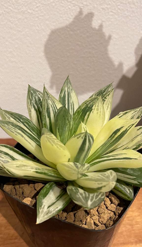 テラスの画像 by サンリョー園芸センター緑店 OBさん | テラスと多肉植物とレア植物と観葉植物とレアと感謝と花自慢と宝草錦☆と植中毒と今日の一枚と美しい☆と今日のお花と多肉女子とタニラーと抜群の品と花のある暮らしとシックスタイルとハウォルチア