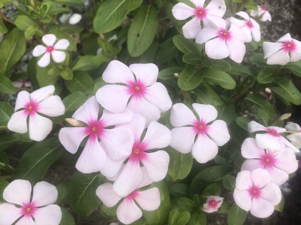 お出かけ先の画像 by こころさん | お出かけ先とニチニチソウとプランター菜園と開花とピンクの花と和風ティストと強い花とかわいい雑草と花壇と植物大好きとナチュラルガーデンと夏の花ときれいと散歩道と近所と花のある暮らしとかわいいと花と虫とベランダ菜園とパステルカラーと秋の花と咲いた!