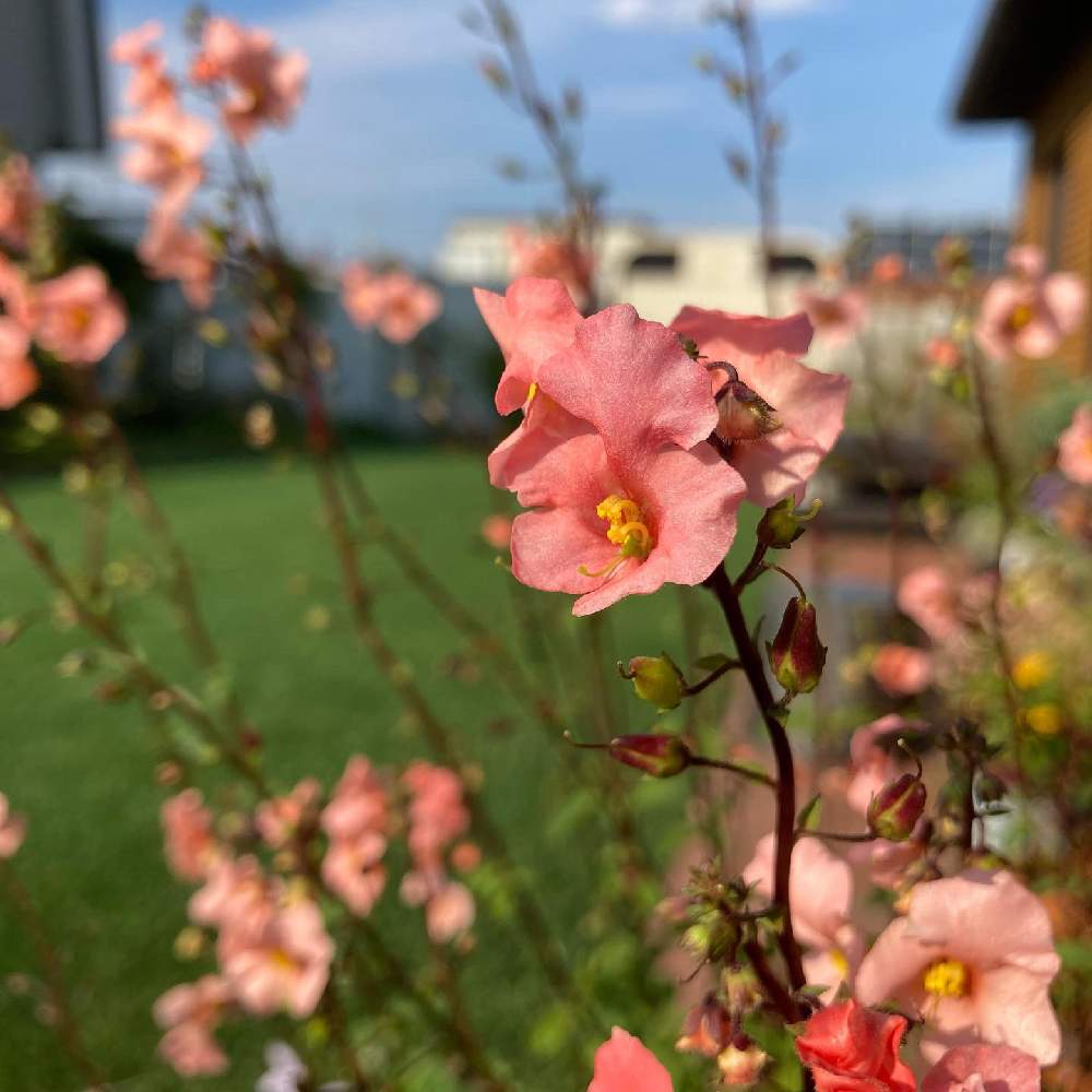 の画像 by yana.gardenさん | アロンソワ ピーチと寄せ植えとiphoneで撮影とおうち園芸と鉢植えとzone5bと北海道と一年草
