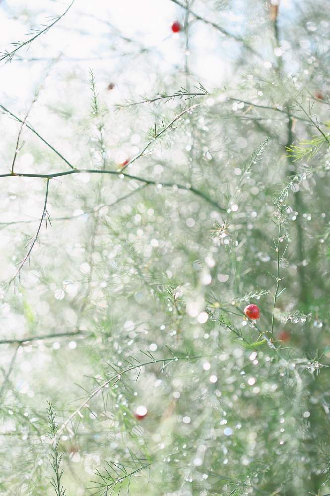 畑の画像 by eriさん | 畑と一眼レフとおうち園芸と雨粒とアスパラ♡と山梨県と草花大好きと夏野菜