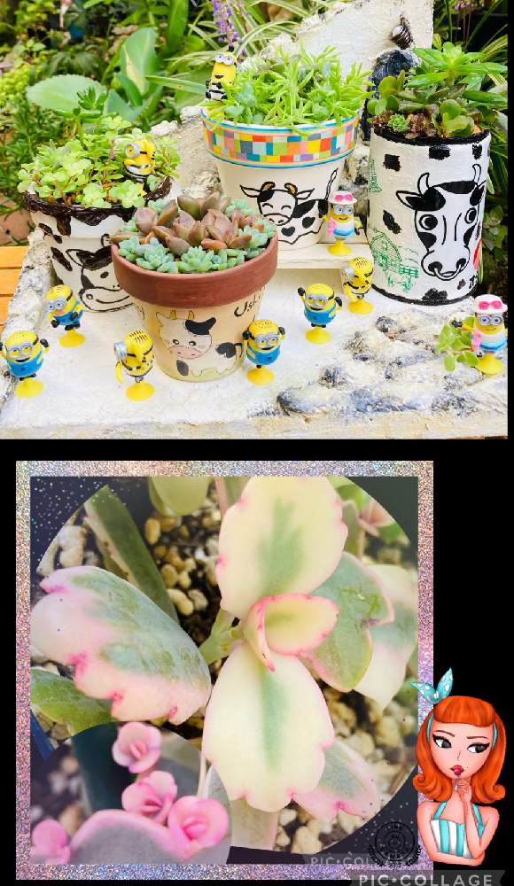 小さな庭の画像 by グランさん | 小さな庭と多肉植物と植物のある暮らしと多肉大好きと植物大好きとご安全にーと多肉植物のある暮らしとGSミニモニ。と今日の一枚とバラと夢CLUBとリメ缶・リメ鉢と胡蝶の舞錦✧と牛の日と錦の日と多肉多肉多肉とGS植物うちなーぐち会