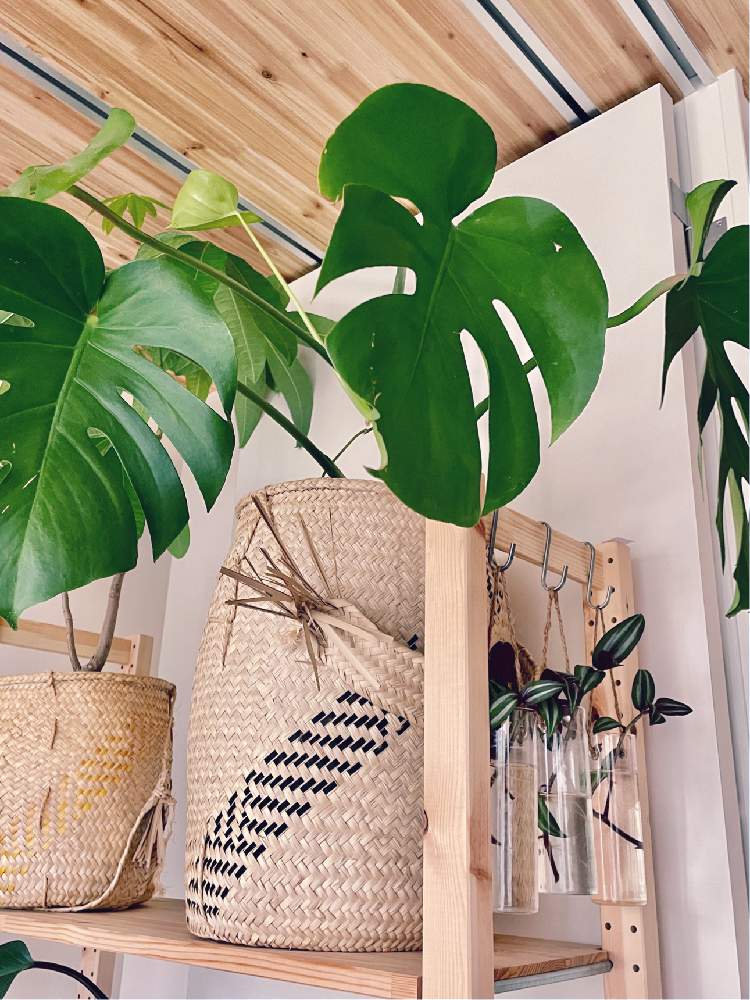 部屋の画像 by Shonan House Plantsさん | 部屋とモンステラとパキラとトラディスカンティア・ゼブリナとゼブリナとトラディス・カンティアとトラデスカンチアとモンステラ属と湘南と観葉植物とグリーンインテリアとグリーン!グリーン!グリーン!とわが家の観葉植物❢と植物大好きとモンステラ成長記録と植物と観葉植物好きとモンステラの葉とインテリアと植物と成長中とグリーングリーン♪と観葉植物のある暮らしと成長記録とインテリア雑貨とモンステラ,とインテリアグリーンとグリーン