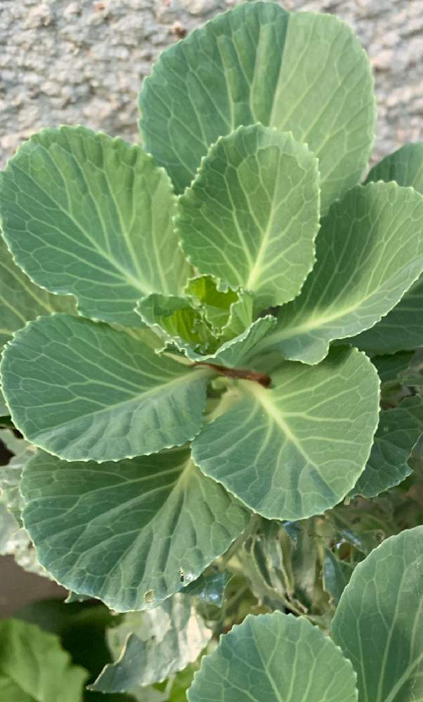 の画像 by べにししさん | ハボタン(葉牡丹)とありがとうの気持ちと植物のチカラと季節はめぐると植物のふしぎとみえないチカラとありがとうとがんばってと緑のなかの暮らしとうちの庭家族と夏から秋へ