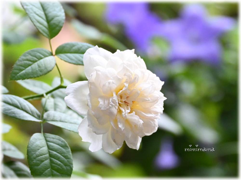 小さな庭の画像 by mimimamaさん | 小さな庭とばら バラ 薔薇と薔薇に魅せられてとボレロ バラとおうち園芸とガーデニングと我が家のお花と花のある暮らしと薔薇♪と桔梗の花とバラを楽しむとmimimama ローズと素敵