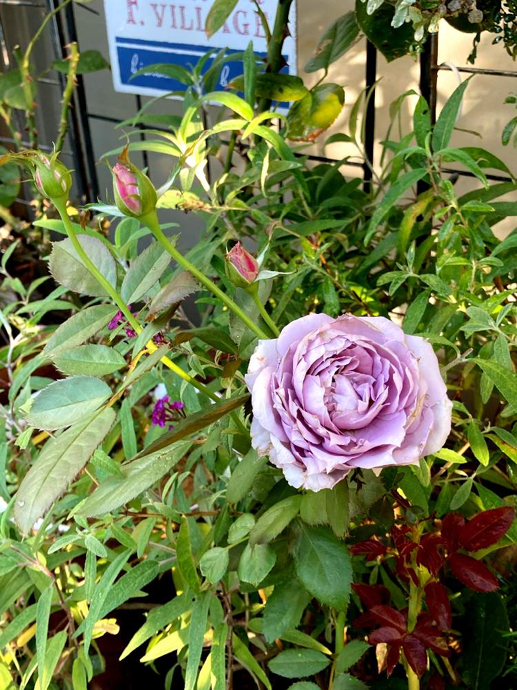 小さな庭の画像 by White Roseさん | 小さな庭とブッドレアとノヴァーリスと薔薇♪と花のある暮らしと鉢栽培と花時間