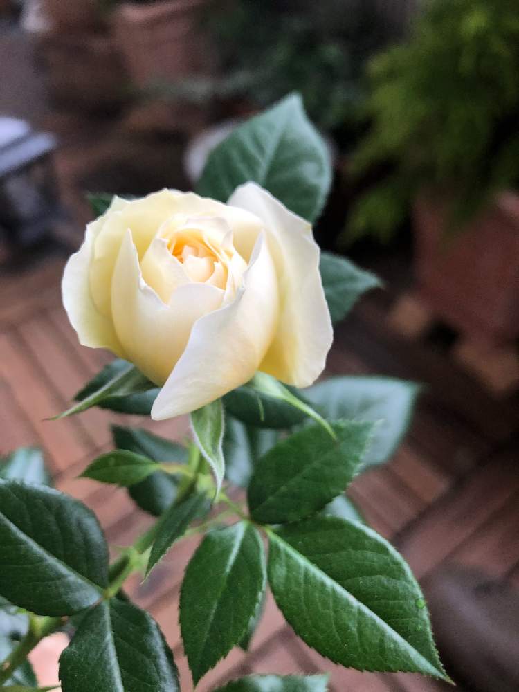 バルコニー/ベランダの画像 by guriguraさん | バルコニー/ベランダと薔薇 クラリスとクラリスと頑張って育ってねと初心者とベランダガーデニングとイングリッシュガーデンに憧れてと憩いの場所と小さな幸せ♡と可愛いとマンションベランダとオベリスクのバラ達と大規模修繕工事と大規模改修工事とみどりのまとめ 大規模修繕と大規模改修工事中