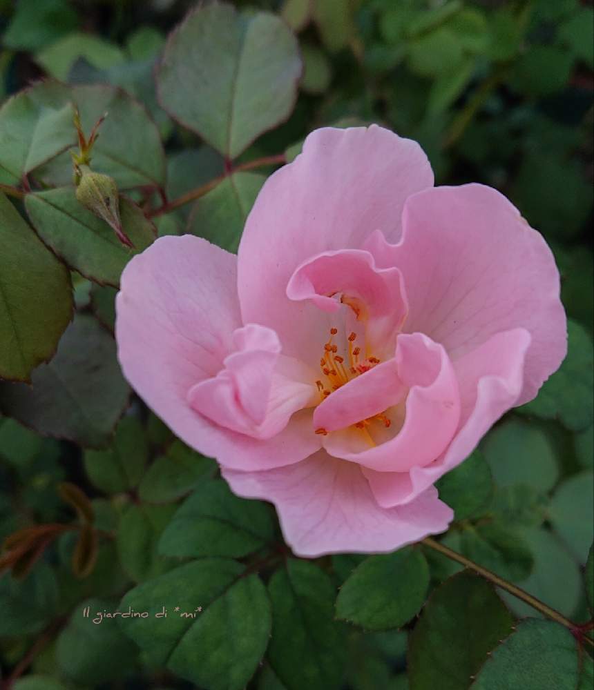 小さな庭の画像 by *mi*さん | 小さな庭とバラの庭と薔薇のある暮らし♡と鉢薔薇と薔薇♪とERとクイーンオブスエーデン❤️