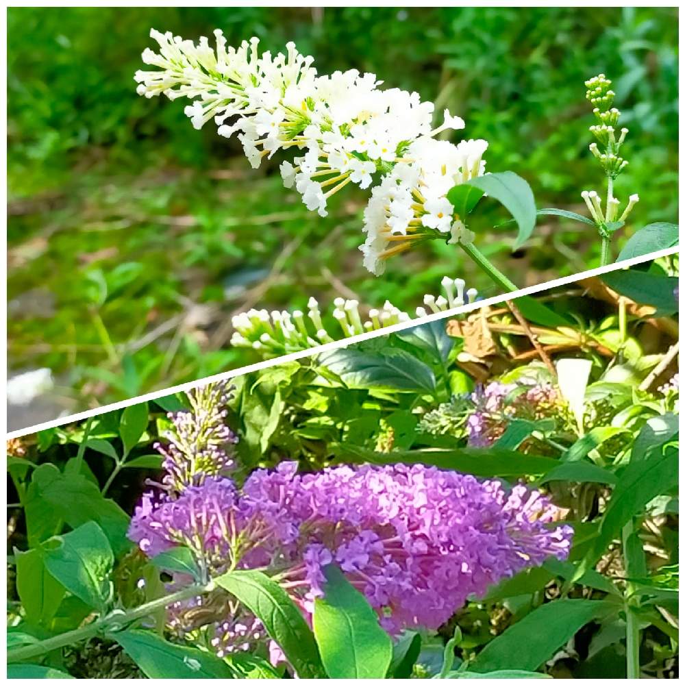 お出かけ先の画像 by Gyonさん | お出かけ先と山野草と美しい樹木と季節のお花と花いろいろと小さい花と自然の不思議と珍しい花