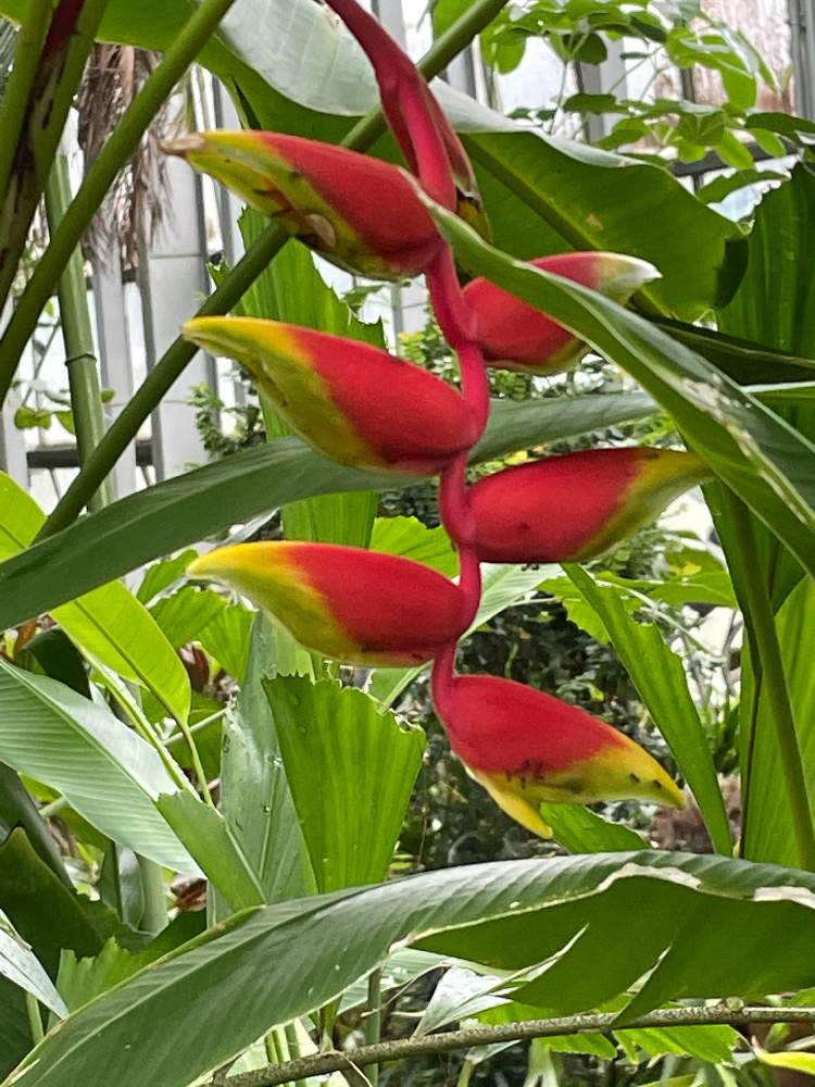 お出かけ先の画像 by かかさん | お出かけ先とHeliconia Rostrataと温室とくちばし様!とiPhone12