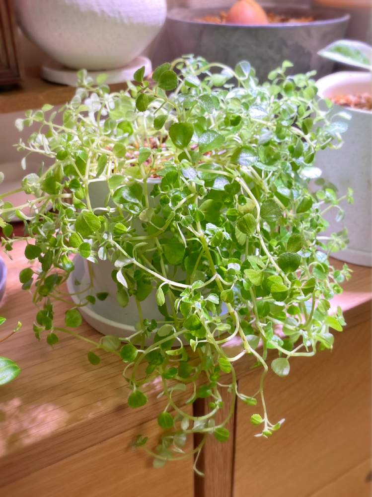 部屋の画像 by さっちんさん | 部屋と初心者ですと観葉植物と ピレアとうまく育つといいなと植え替えとちょっと心配と相談と友達からのプレゼントとピレアディプレッサとピレア・ディプレッサ*