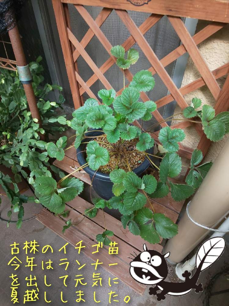 バルコニー/ベランダの画像 by チョウさんさん | バルコニー/ベランダとwow!!!と何でやねん!と勝手気ままにベランダ~とGS映えとGS日和と恋をしましょう!とおうち園芸と植中毒とHappyな気分と食わず嫌い?とタニラーと何となく幸せ!と元気に育ててますよと珍奇植物と花とジジイ!と花のある暮らしとGREEN UP!とバルコニスト