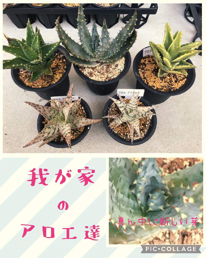 の画像 by Hunterさん | 不夜城とアロエブリザードとフラミンゴと健康ウグイスアロエと鬼切丸と多肉植物と多肉男子とスマホ撮影とサボテン☆とハオルチア属と多肉大好きとわが家の多肉スペースと多肉ちゃんとセンペルビウム属と植え替えとおうち園芸と寄植えとエケベリア属とアロエ属とタニラーと元気に育ててますよと徳島タニラーとガステリアと多肉初心者とアガベ属