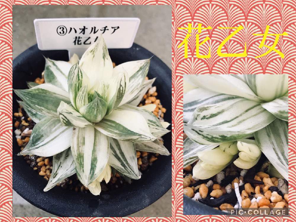 の画像 by Hunterさん | 花乙女とハオルチアと多肉植物と多肉男子とスマホ撮影とサボテン☆とハオルチア属と多肉大好きとわが家の多肉スペースと多肉ちゃんとセンペルビウム属と植え替えとおうち園芸と寄植えとエケベリア属とアロエ属とタニラーと元気に育ててますよと徳島タニラーとガステリアと多肉初心者とアガベ属