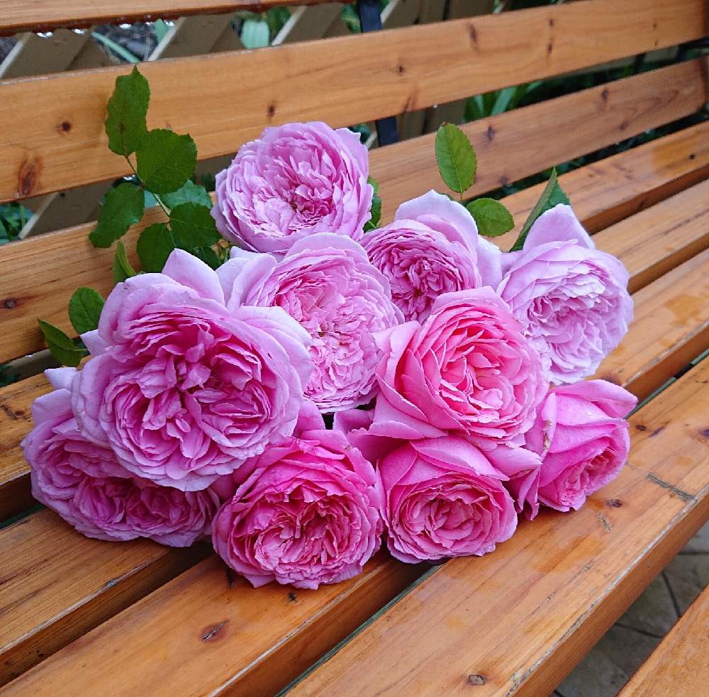 小さな庭の画像 by YUMIKOさん | 小さな庭と私の癒し♡といい香り❤と薔薇愛同盟と花が好き❤とわれら17年組とスプリット オブ フリーダムとおうち園芸とお花に癒されてと植中毒とたまらない♥️と2021 YUMIKO薔薇と名無しの薔薇☆と花のある暮らしとバラ・ビアンヴニュと大好き♡︎ʾʾとかわいいな♡といい色♡と香りの薔薇