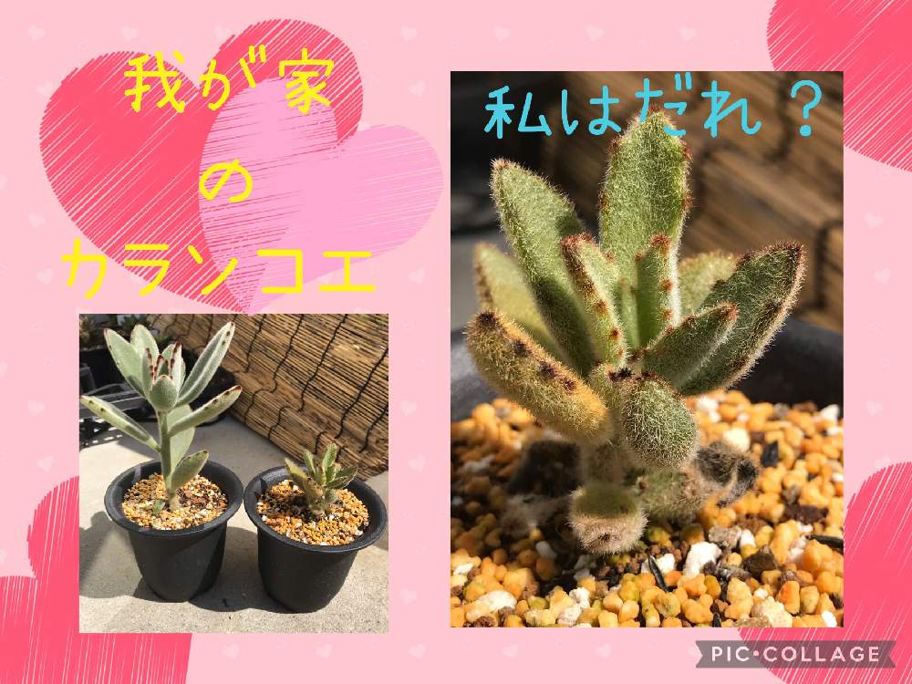 の画像 by Hunterさん | ゴールデンラビット カランコエ属と多肉植物と多肉男子とスマホ撮影とサボテン☆とハオルチア属と多肉大好きとわが家の多肉スペースと多肉ちゃんとセンペルビウム属と植え替えとおうち園芸と寄植えとエケベリア属とアロエ属とタニラーと元気に育ててますよと徳島タニラーとガステリアと多肉初心者とアガベ属