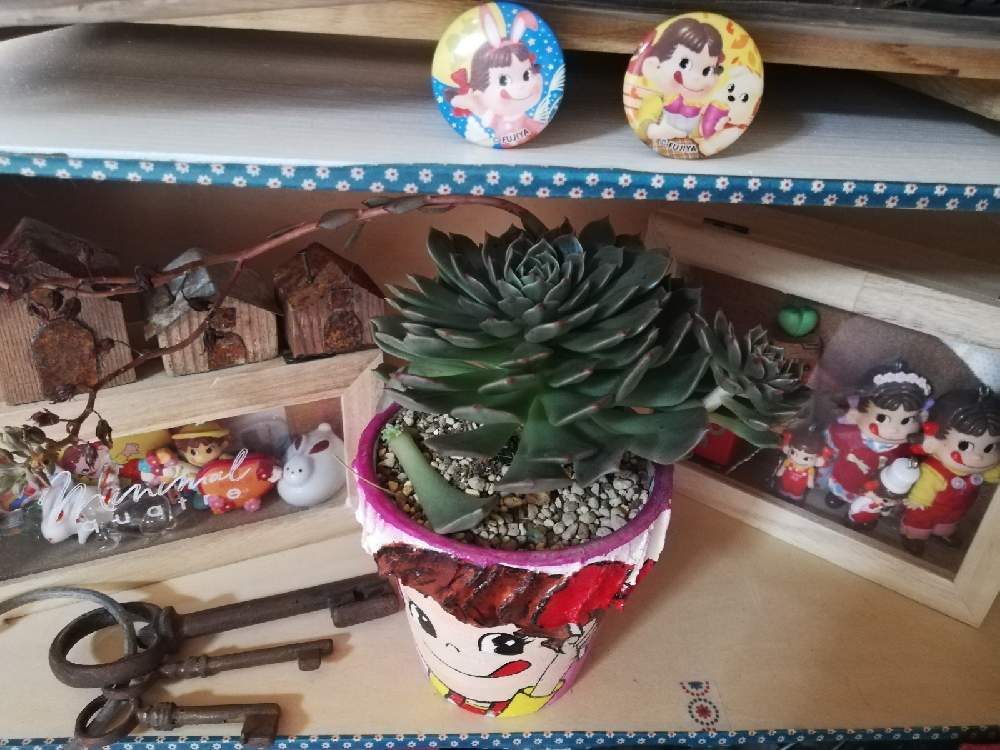 部屋の画像 by るるさん | 部屋と手作りとリメイクとペコちゃん祭りとわれら17年組と手作り雑貨とおうち園芸と多肉ラボ©とOMTN©と多肉女子と廃材とるるさんの手作り雑貨とGS 繋がり