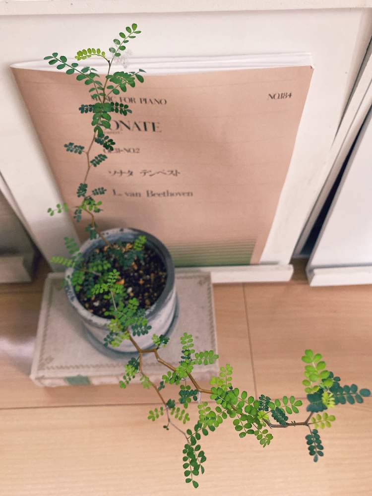 部屋の画像 by tomoeさん | 部屋とソフォラ リトルベイビーと観葉植物と植物のある暮らしと植物好きと繋がりたいと葉っぱとインテリアと植物と大きくなれとジャングル化計画と可愛いと新芽