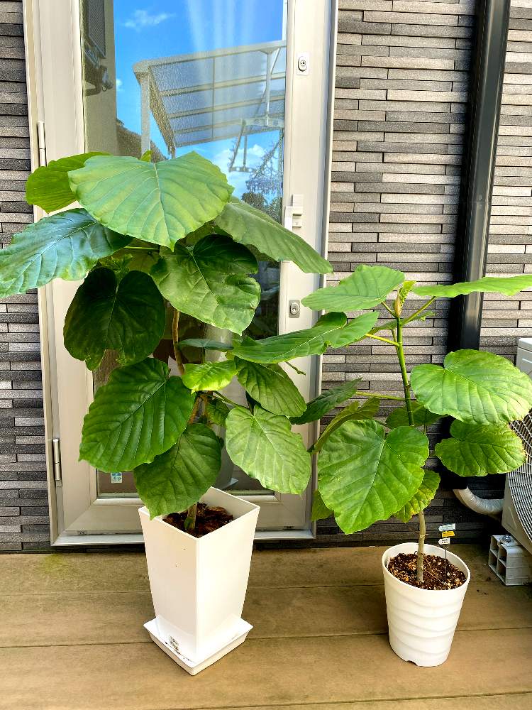 小さな庭の画像 by ほったさんさん | 小さな庭とウンベラータと#観葉植物と#癒しと#お家園芸と#デッキ