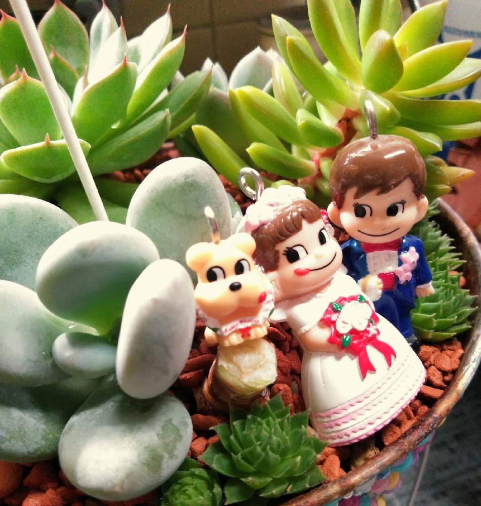 キッチンの画像 by 鯱さん | キッチンと多肉植物とペコちゃん祭りと多肉植物寄せ植えとおうち園芸と楽しいカワイイ