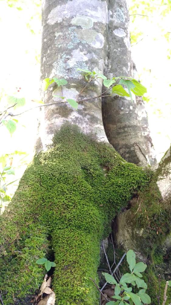 の画像 by のっぺさん | ブナと会津磐梯山と山歩きで見つけた植物