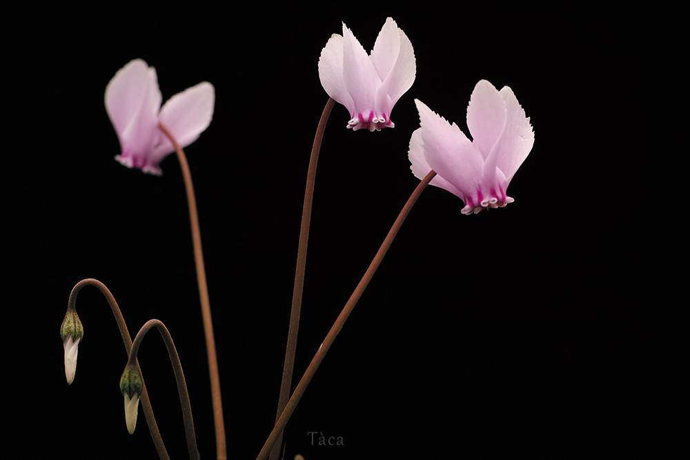 の画像 by タカさん | Cyclamen hederifoliumとCyclamenと園芸あるあるとスミレじゃない花も好き (^^;と原種 シクラメンとFoveon