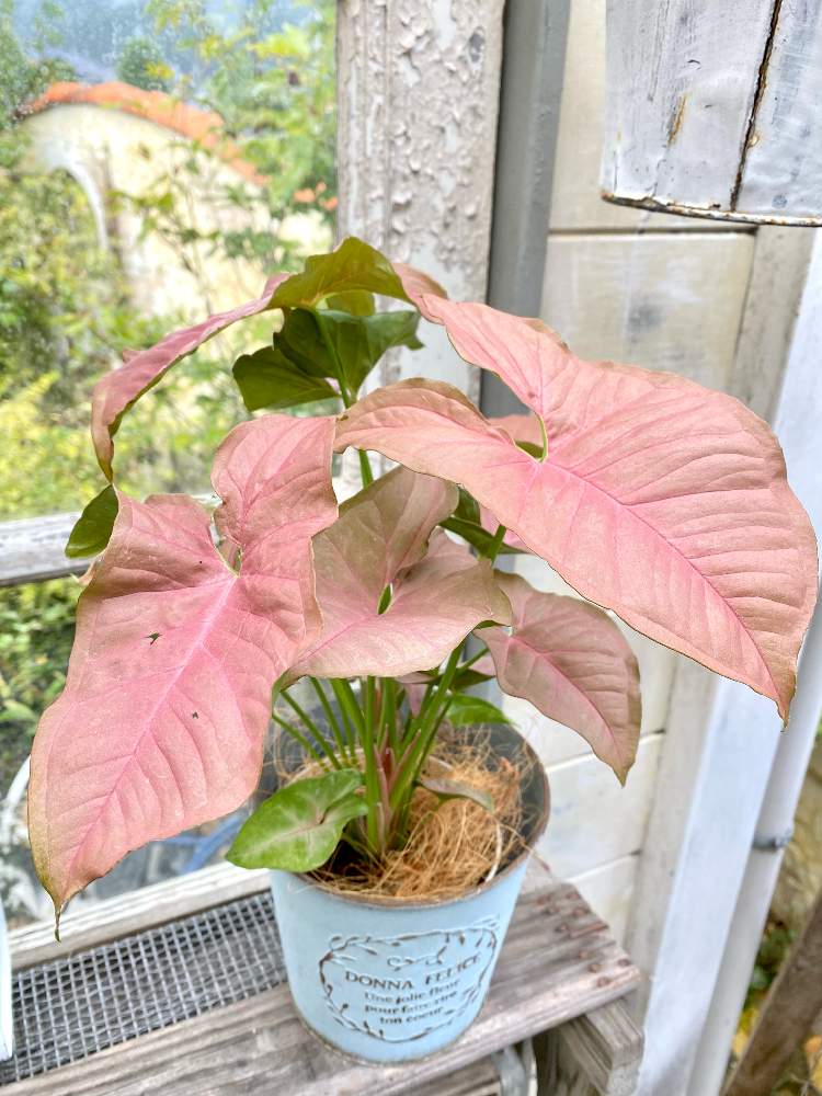 インテリアの画像 by toujours jardin,fukitei(トゥージュール ジャルダン フウキテイ)さん | インテリアとシンゴニウムネオンと岡山市とガーデン雑貨と福山市とグリーンインテリアとインテリアと植物とナチュラルガーデンと島根県とおうち園芸と岡山と雑貨と✰シンゴニウム ネオンとナチュラルスタイルと山口県と広島とガーデニングと花のある暮らしと広島市と広島・尾道とインテリアグリーン