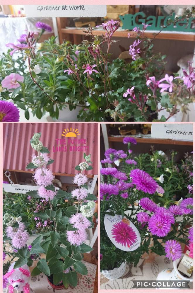 玄関の画像 by のりりんの森さん | 玄関と段菊 ピンクと宿根アスタービクトリアピンクファニーとキュンキュン乙女倶楽部と可愛いなぁ❤️と小さなお花が好きとたまらんღと癒やされますと私の好きな場所と花いろいろと花のある暮らしと好きな花色