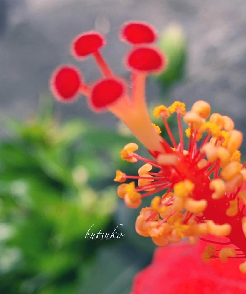 の画像 by キラライ ブツ子さん | デリケートと常に新しい美と両性花とたった一日の命と赤いハイビスカス♡とⓂ️anabiと不思議不思議とfashionableと1日花と今日のハイビスカスと蕊が素敵❤️