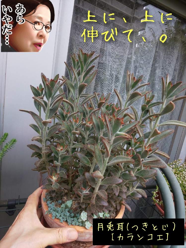 バルコニー/ベランダの画像 by チョウさんさん | バルコニー/ベランダとwow!!!と何でやねん!と勝手気ままにベランダ~とGS映えとGS日和と恋をしましょう!とおうち園芸と植中毒とHappyな気分と食わず嫌い?とタニラーと何となく幸せ!と元気に育ててますよと珍奇植物と花とジジイ!と花のある暮らしとGREEN UP!とバルコニスト