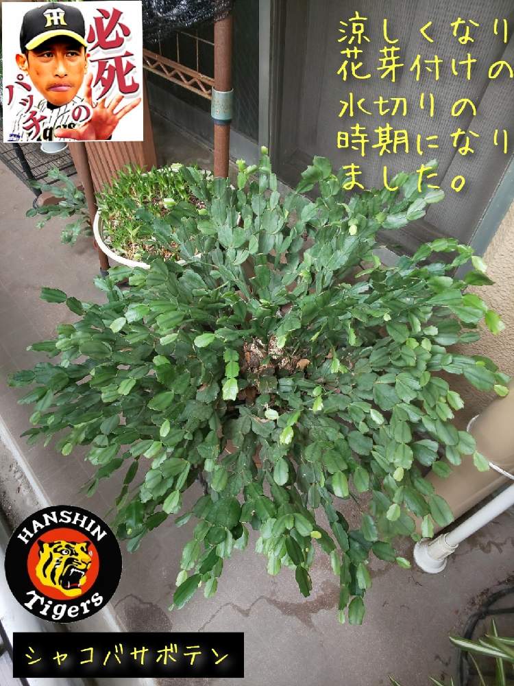 バルコニー/ベランダの画像 by チョウさんさん | バルコニー/ベランダとwow!!!と何でやねん!と勝手気ままにベランダ~とGS映えとGS日和と恋をしましょう!とおうち園芸と植中毒とHappyな気分と食わず嫌い?とタニラーと何となく幸せ!と元気に育ててますよと珍奇植物と花とジジイ!と花のある暮らしとGREEN UP!とバルコニスト