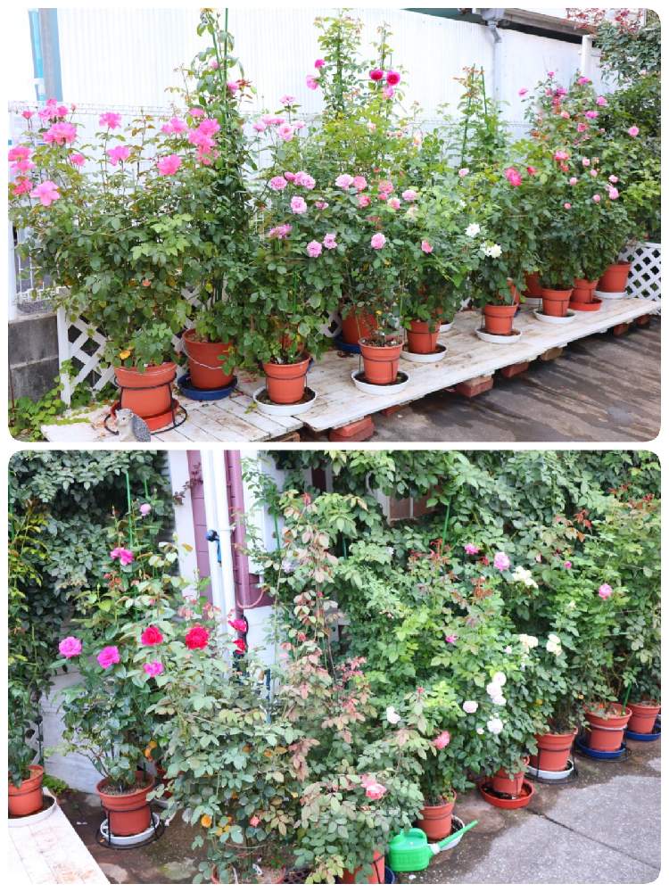 の画像 by モコママさん | 薔薇♪とバラを楽しむとばら バラ 薔薇