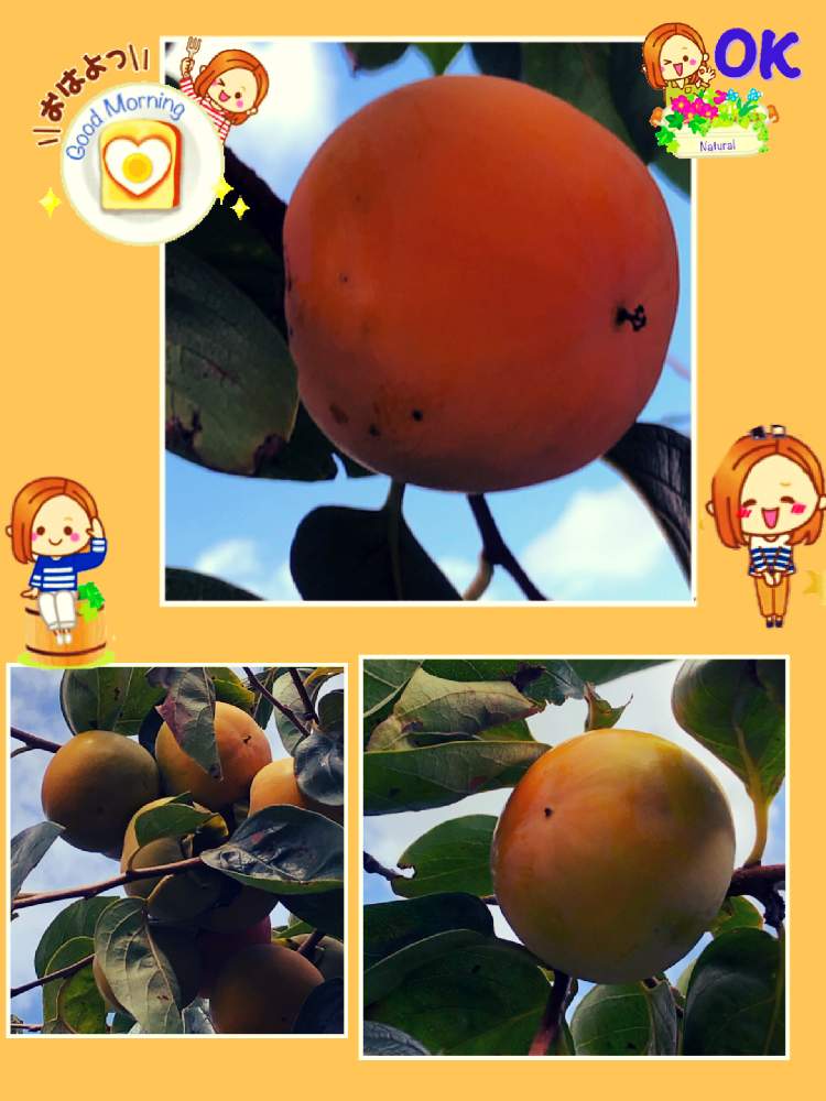 の画像 by ミ〜❣️さん | かきと夢と希望とありがとう♡と☆横浜☆ Love ☆とプチサプライズとお顔がこんにちはと明日はいい日になるとGSのみなさんに感謝♡とビタミン Fと❤️いいね、ありがとうと愉快な仲間達♡とナチュラルガールとチーム☆YOKOHAMA☆と花のある暮らしとGS皆様ありがとうとMy diary☆