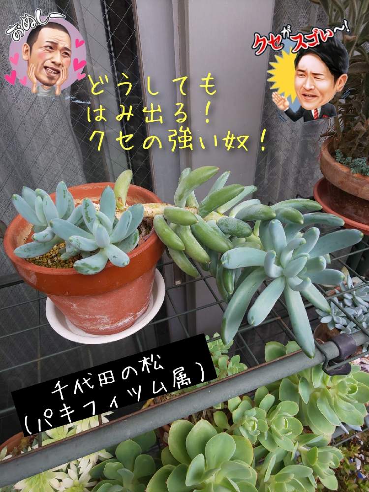 バルコニー/ベランダの画像 by チョウさんさん | バルコニー/ベランダとwow!!!と何でやねん!と勝手気ままにベランダ~とGS映えとGS日和と恋をしましょう!とおうち園芸と植中毒とHappyな気分と食わず嫌い?とタニラーと何となく幸せ!と元気に育ててますよと珍奇植物と花とジジイ!と花のある暮らしとGREEN UP!とバルコニスト