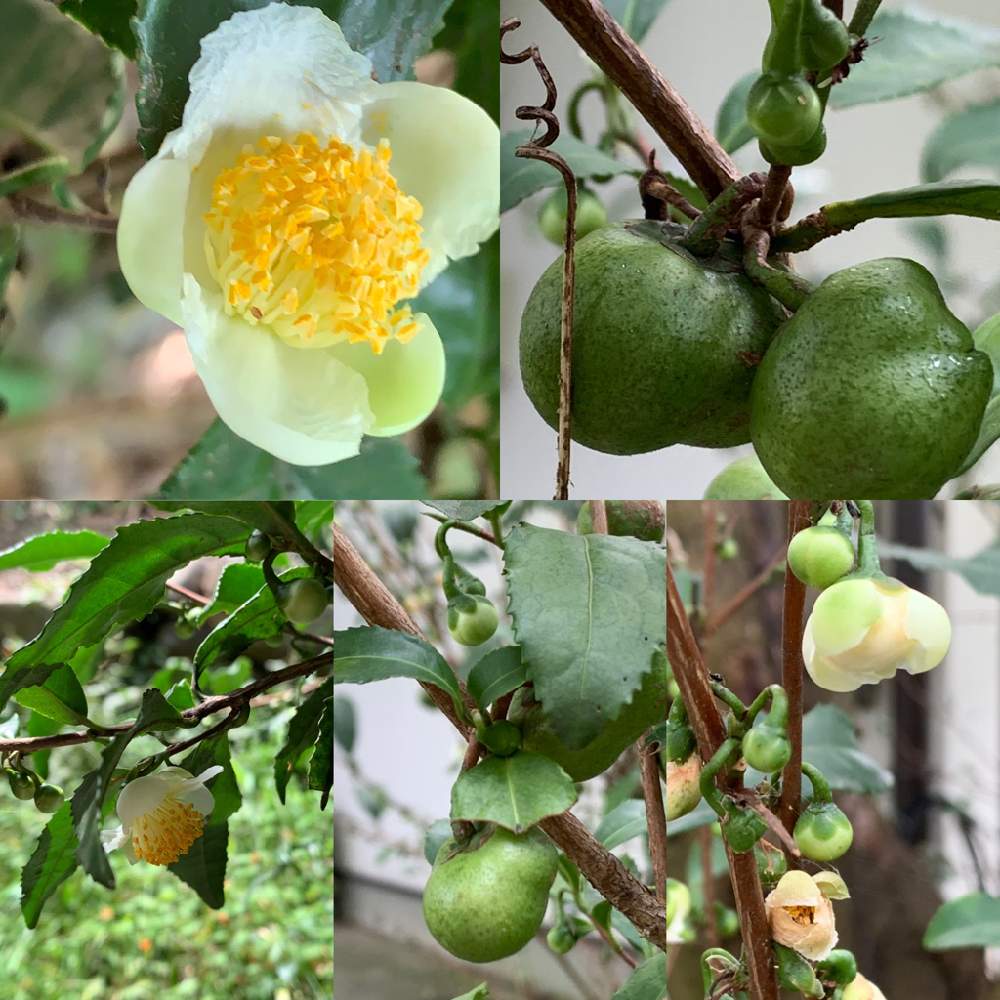 の画像 by べにししさん | チャ﹙茶﹚とありがとうの気持ちと植物のチカラと季節はめぐると植物のふしぎと見慣れた景色とみえないチカラと緑のなかの暮らしと次の季節へとうちの庭家族