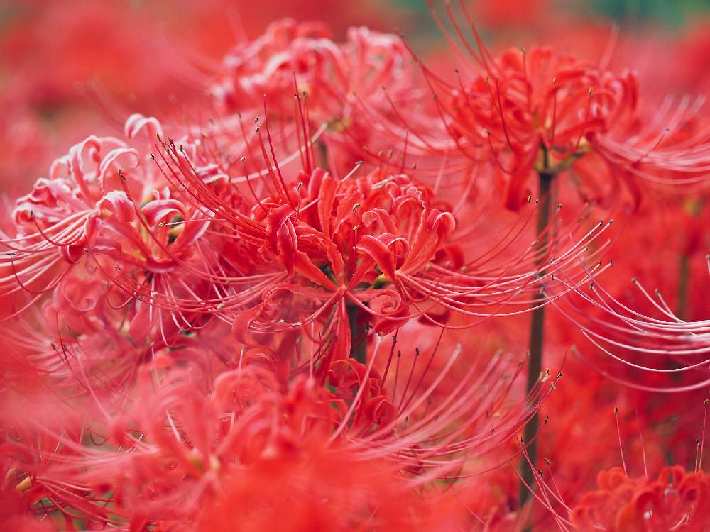 お出かけ先の画像 by Tenさん | お出かけ先とヒガンバナと植物のある暮らしとファインダー越しの私の世界と田んぼのあぜ道と身近にあるボタニカルスポットと畦道と球根とアートなTen写と珍奇植物と球根植物とビザールプランツ